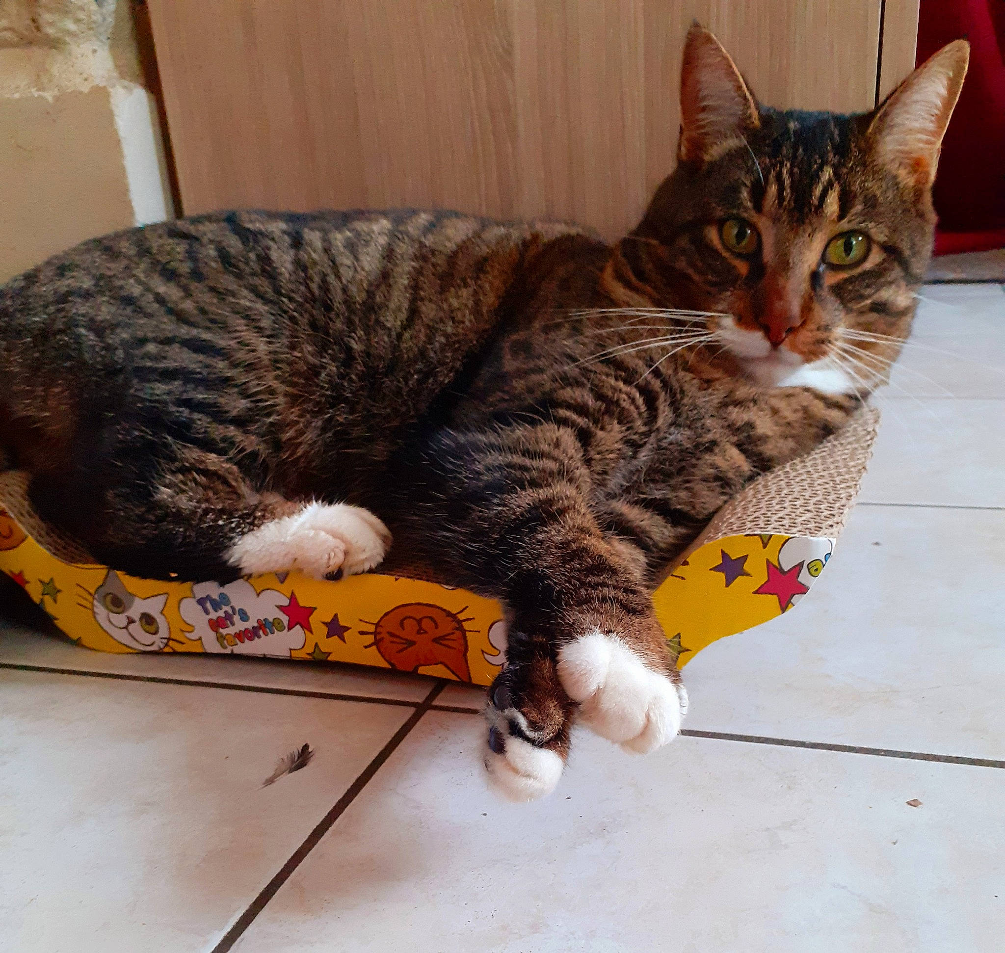 Aramis a rejoint le concours — aidez-le/la à gagner de superbes lots ! carnivore, cat, claw, comfort, domestic_short_haired_cat, felidae, flooring, foot, fur, lap, mammal, nap, paw, sitting, small_to_medium_sized_cats, snout, tail, vertebrate, whiskers