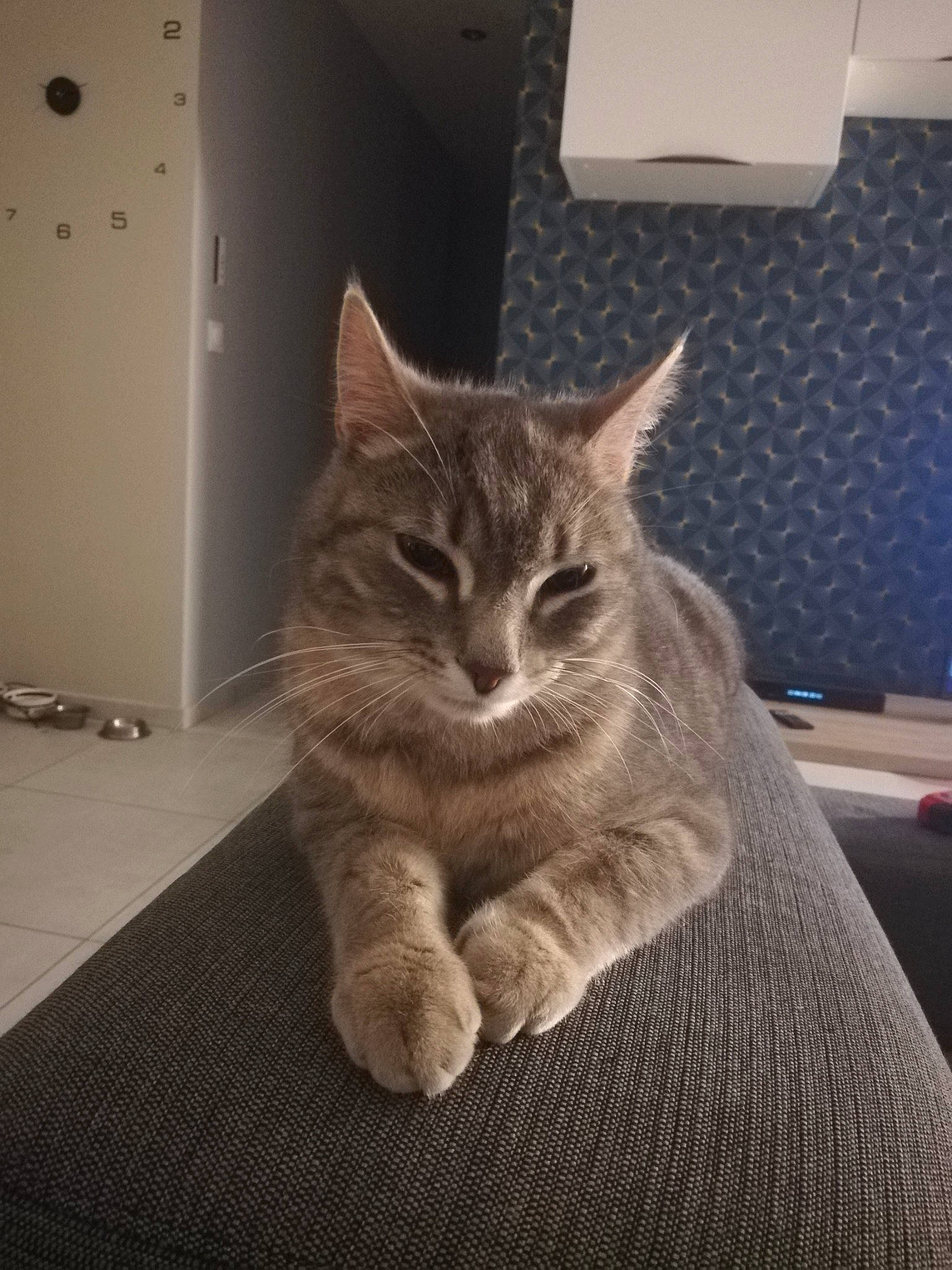 Simba a rejoint le concours — aidez-le/la à gagner de superbes lots ! asian, carnivore, cat, domestic_short_haired_cat, dragon_li, european_shorthair, fawn, felidae, fur, kitten, mammal, nebelung, pixie_bob, small_to_medium_sized_cats, tabby_cat, whiskers