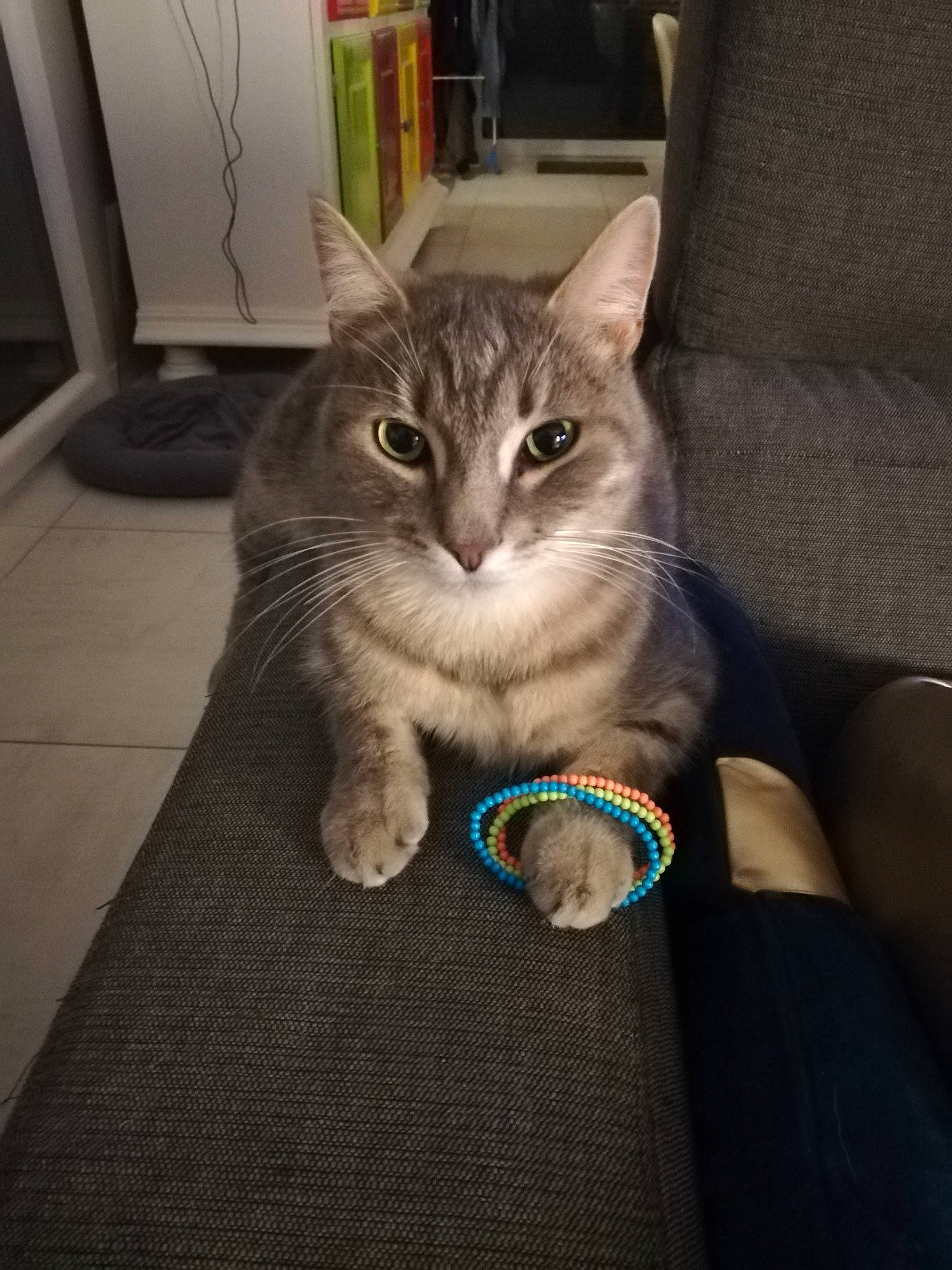 Simba participe au concours pour gagner de l'argent avec cette photo : american_curl, american_shorthair, asian, australian_mist, burmilla, carnivore, cat, claw, domestic_short_haired_cat, european_shorthair, fawn, felidae, kitten, mammal, ojos_azules, pixie_bob, small_to_medium_sized_cats, tabby_cat, vertebrate, whiskers