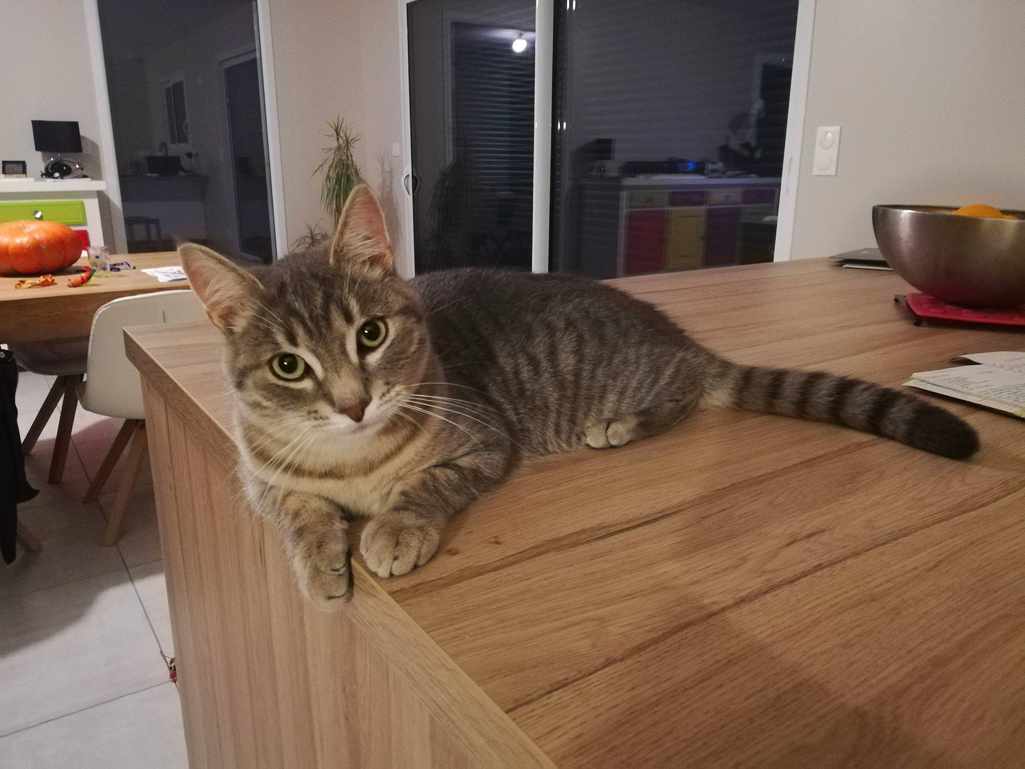 Simba a rejoint le concours — aidez-le/la à gagner de superbes lots ! asian, carnivore, cat, domestic_short_haired_cat, dragon_li, european_shorthair, felidae, floor, flooring, hardwood, kitten, laminate_flooring, mammal, ocicat, pixie_bob, small_to_medium_sized_cats, tabby_cat, whiskers, wood, wood_flooring