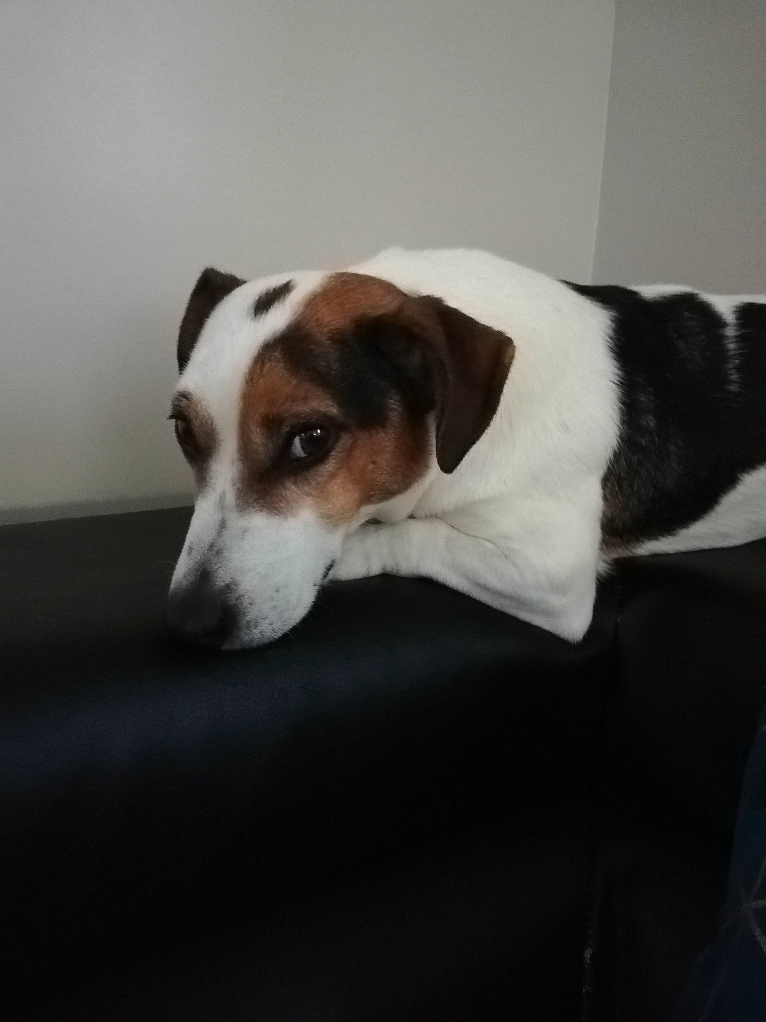 Tatou participe au concours pour gagner de l'argent avec cette photo : canidae, carnivore, companion_dog, danish_swedish_farmdog, dog, dog_breed, fox_terrier, irishjacks, jack_russell_terrier, mammal, miniature_fox_terrier, parson_russell_terrier, puppy, rare_breed_dog, russell_terrier, smooth_fox_terrier, snout, sporting_group, vertebrate