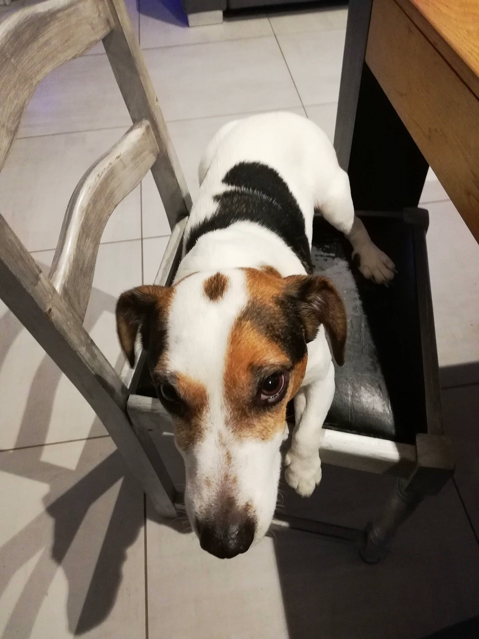 Tatou a rejoint le concours — aidez-le/la à gagner de superbes lots ! american_foxhound, brazilian_terrier, canidae, carnivore, companion_dog, danish_swedish_farmdog, dog, dog_breed, jack_russell_terrier, mammal, parson_russell_terrier, russell_terrier, smooth_fox_terrier, sporting_group, treeing_walker_coonhound, vertebrate