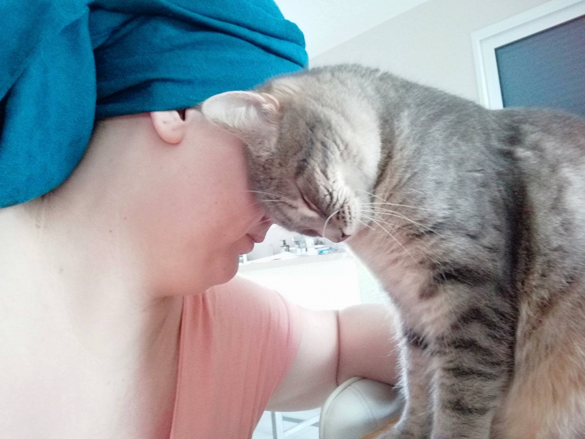 Simba a rejoint le concours — aidez-le/la à gagner de superbes lots ! aqua, carnivore, cat, comfort, curious, domestic_short_haired_cat, felidae, fur, jaw, mammal, nap, organ, skin, small_to_medium_sized_cats, snout, teal, throat, vertebrate, whiskers