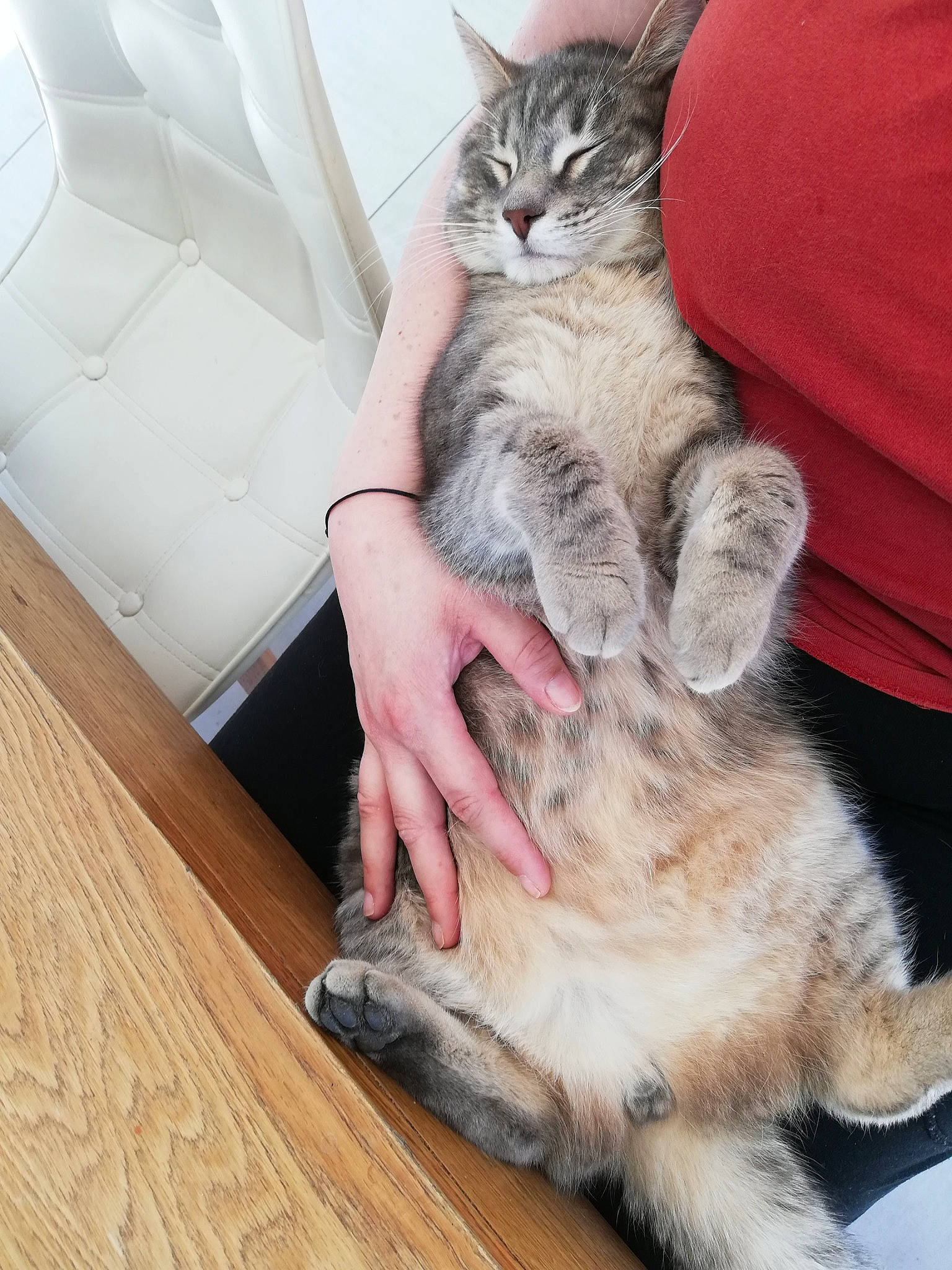 Simba a rejoint le concours — aidez-le/la à gagner de superbes lots ! carnivore, cat, fawn, felidae, foot, fur, hardwood, human, nail, paw, plywood, skin, small_to_medium_sized_cats, snout, toe, vertebrate, whiskers, wildlife_biologist, wood_flooring, wood_stain