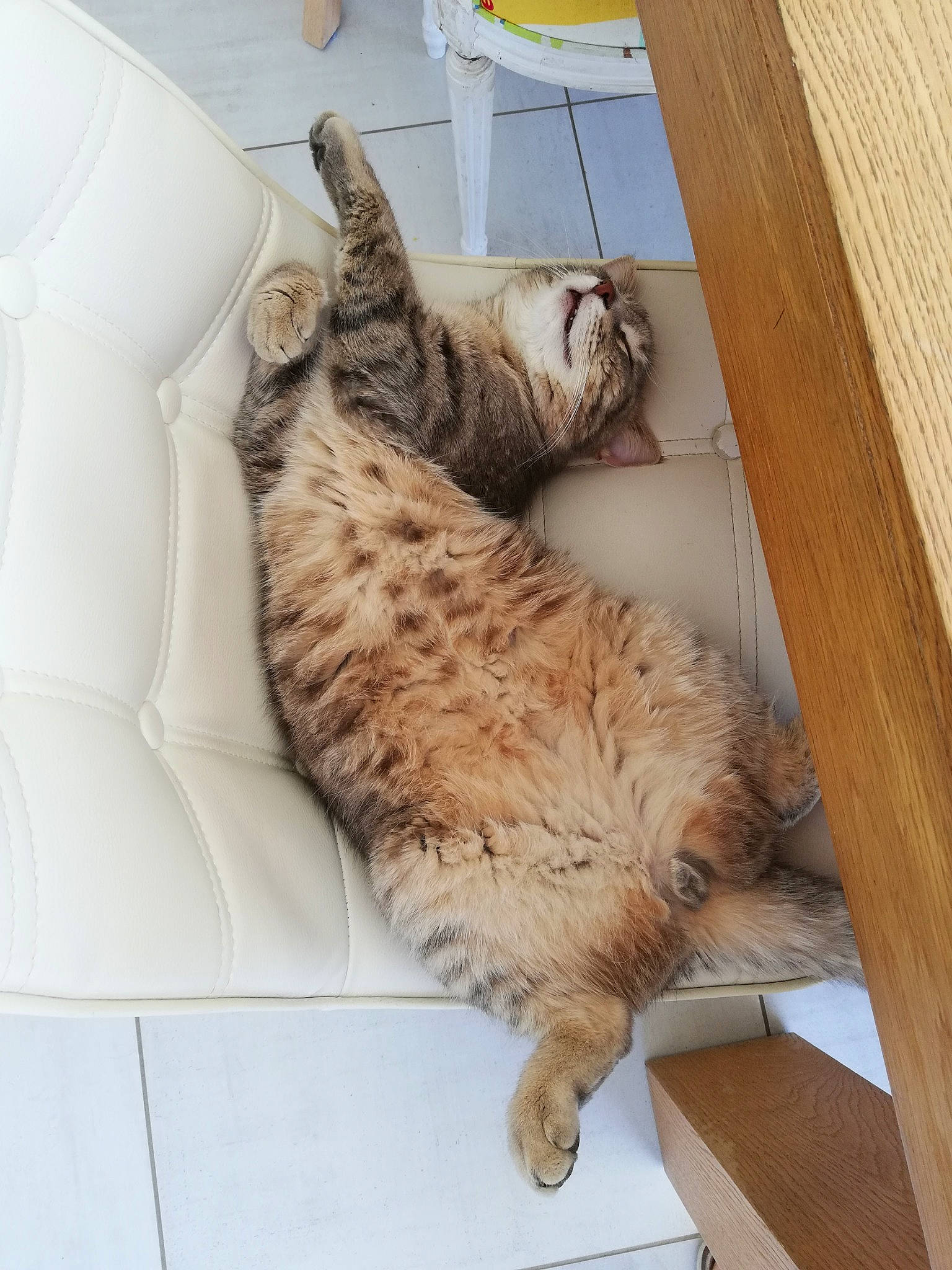 Simba a rejoint le concours — aidez-le/la à gagner de superbes lots ! carnivore, cat, fawn, felidae, flooring, fur, hardwood, home_accessories, liver, lumber, paw, plank, plywood, small_to_medium_sized_cats, tail, vertebrate, whiskers, wood, wood_flooring, wood_stain