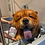 Vaïko participe au concours pour gagner de l'argent avec cette photo : dog, chow_chow, bath, grooming, tongue_out, wet_fur, sink, pet, furry, close_up, nose, mouth, paws, human_hand, shampoo_bottle, indoor, happy, brown_fur, bathtub, water