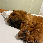 Vaïko participe au concours pour gagner de l'argent avec cette photo : dog, chow_chow, paw, paw_pads, sleeping, bed, pillow, fur, fluffy, muzzle, nose, indoor, white_sheet, wooden_headboard, cozy, resting, portrait, closeup, animal, face
