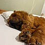 dog, chow_chow, paw, paw_pads, sleeping, bed, pillow, fur, fluffy, muzzle, nose, indoor, white_sheet, wooden_headboard, cozy, resting, portrait, closeup, animal, face