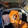 dog, chow_chow, pet, trunk, car, orange_fur, fluffy, tongue_out, sitting, harness, sunlight, portrait, domestic_animal, happy, furry, outdoors, towel, vehicle_interior, travel, cute