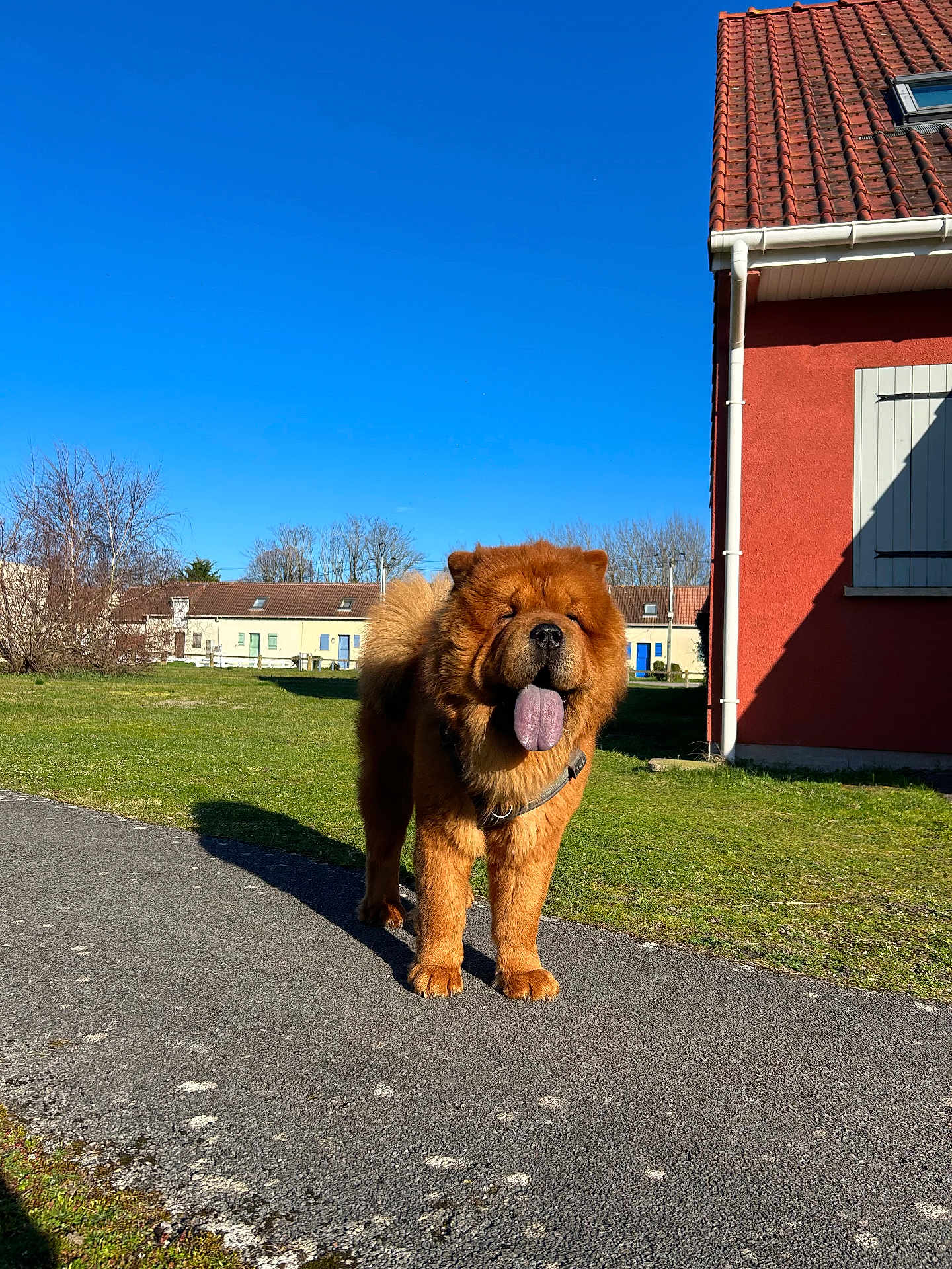 Vaïko participe au concours pour gagner de l'argent avec cette photo : dog, chow_chow, pet, tongue_out, fur, outdoor, blue_sky, grass, pavement, shadow, leash, house, residential, roof_tiles, window_shutter, tree, sunny, portrait, walk, mouth_open