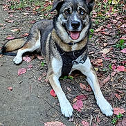Joy a rejoint le concours — aidez-le/la à gagner de superbes lots ! animal, canine, dog, face, grass, grove, head, husky, land, leaf, nature, outdoors, pet, plant, puppy, rock, soil, tree, vegetation, woodland