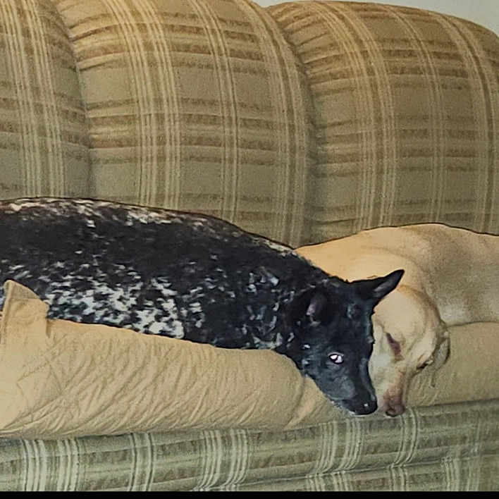 Buster And Rusty