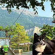 Rose a rejoint le concours — aidez-le/la à gagner de superbes lots ! cat, tuxedo_cat, table, outdoor, mountain, greenery, tractor, leafy_plants, sunlight, rural, nature, fence, tree, chair, relaxing, animal, daylight, scenic, garden, peaceful