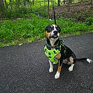 Max Louise joined the competition — help win amazing prizes! alert, animal, canine, daytime, dog, forest, grass, green_harness, leash, nature, outdoor, park, path, pavement, pet, small_dog, summer, tongue_out, trees, walking