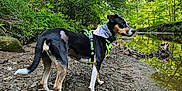 Max Louise is registered to the contest to win money with this photo: adventure, animal, bandana, canine, creek, daylight, dog, forest, greenery, harness, leaves, mud, nature, outdoor, pet, reflection, side_view, standing, trees, water