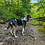 adventure, animal, bandana, canine, creek, daylight, dog, forest, greenery, harness, leaves, mud, nature, outdoor, pet, reflection, side_view, standing, trees, water