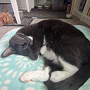 Sox joined the competition — help win amazing prizes! cat, black_and_white, pet, sleeping, lying_down, curled_up, whiskers, paws, tail, fur, indoor, blanket, cozy, relaxed, home, room, shelving, storage, portrait, cute