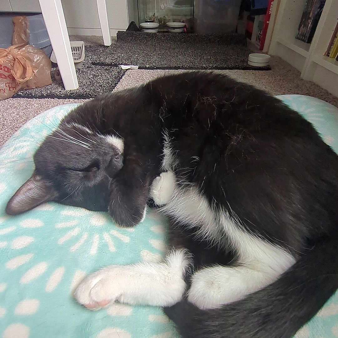 Sox joined the competition — help win amazing prizes! cat, black_and_white, pet, sleeping, lying_down, curled_up, whiskers, paws, tail, fur, indoor, blanket, cozy, relaxed, home, room, shelving, storage, portrait, cute