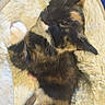 cat, tortoiseshell_cat, sleeping, curled_up, fluffy, pet, animal, kitten, black_fur, orange_fur, white_paws, whiskers, ears, tail, cozy, blanket, pet_bed, indoors, relaxed, cute