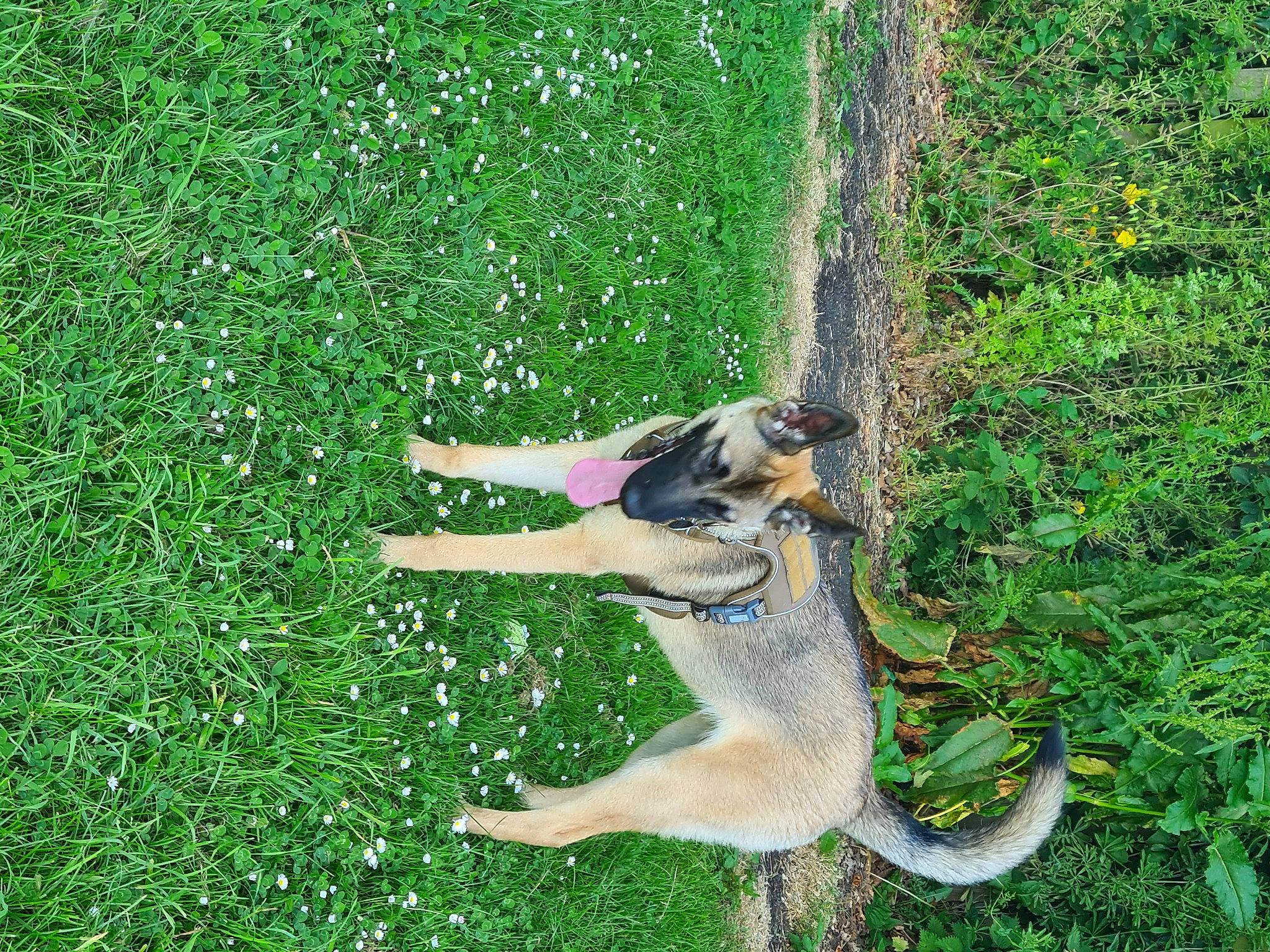 Freya is registered to the contest to win money with this photo: canidae, carnivore, collar, companion_dog, dog, dog_breed, fawn, grass, grass_family, grassland, groundcover, lawn, people_in_nature, plant, recreation, sporting_group, tail, terrestrial_animal, tree, working_dog