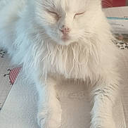 Milord participe au concours pour gagner de l'argent avec cette photo : animal, calm, cat, closeup, cute, domestic_animal, feline, fluffy, fur, indoor, mammal, paper_towel, paw, pet, relaxed, resting, sleeping, table, whiskers, white_cat
