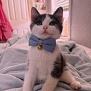 Jasper joined the competition — help win amazing prizes! cat, kitten, pet, animal, bow_tie, bell, collar, blue, white, gray, sitting, portrait, close_up, indoors, bedroom, bed, blanket, cute, fluffy, whiskers