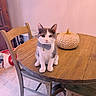 Jasper is registered to the contest to win money with this photo: cat, kitten, pet, animal, bow_tie, collar, bell, sitting, portrait, indoors, dining_room, table, wooden_furniture, chair, pumpkin, autumn, home_decor, floor, cute, looking_at_camera