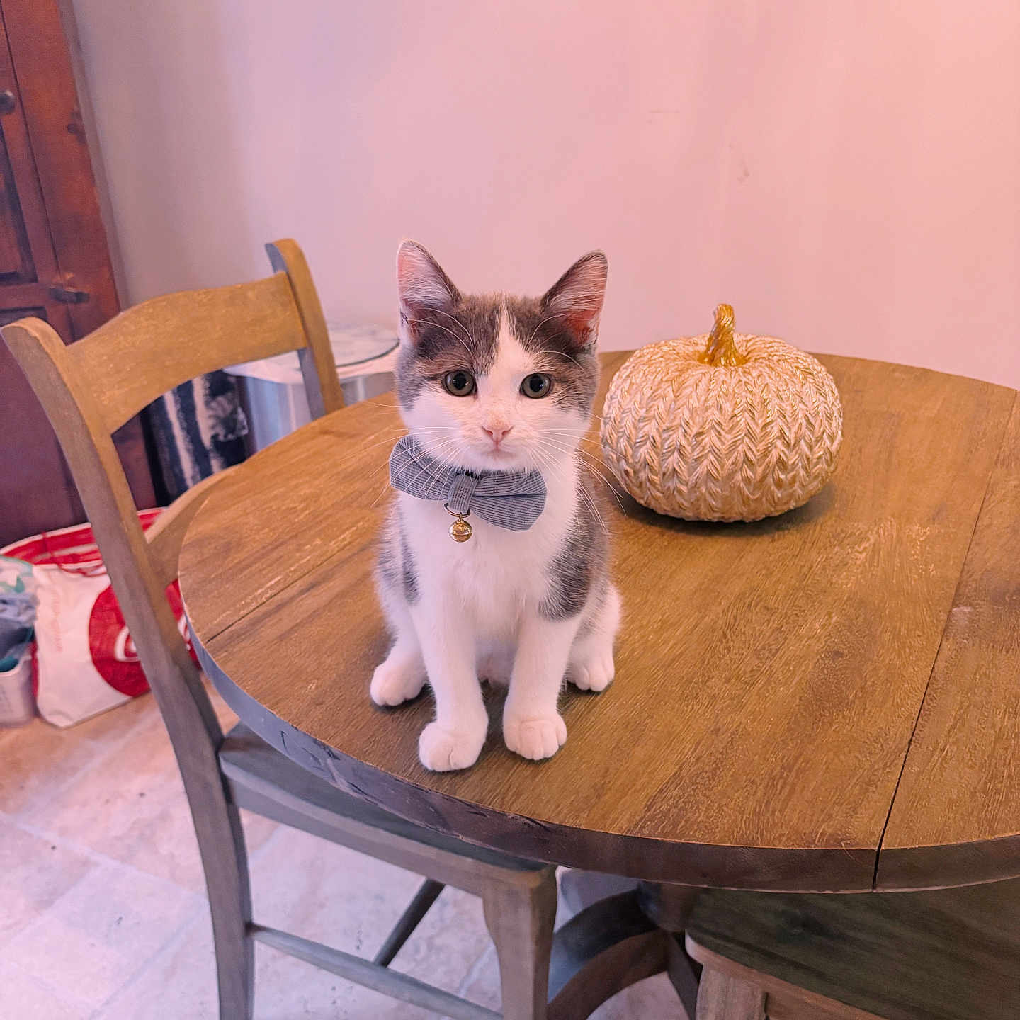 Jasper is registered to the contest to win money with this photo: cat, kitten, pet, animal, bow_tie, collar, bell, sitting, portrait, indoors, dining_room, table, wooden_furniture, chair, pumpkin, autumn, home_decor, floor, cute, looking_at_camera