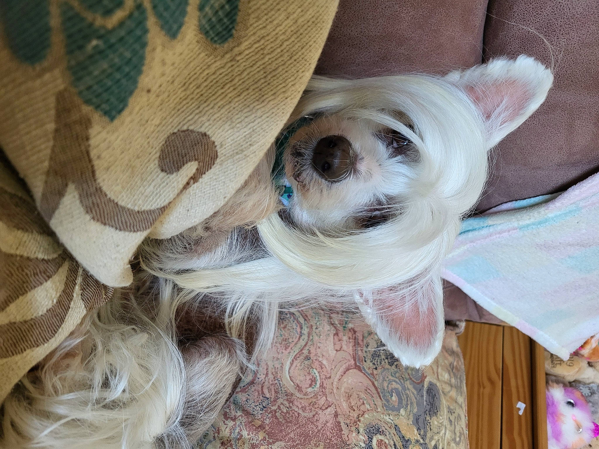 Porscha joined the competition — help win amazing prizes! canidae, carnivore, comfort, companion_dog, dog, dog_breed, dog_clothes, dog_collar, dog_supply, fashion_accessory, fawn, fur, linens, pattern, snout, sporting_group, sunglasses, toy_dog, wood, working_animal