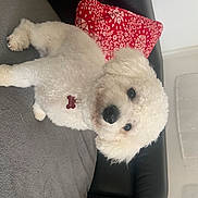 Bounty participe au concours pour gagner de l'argent avec cette photo : baby_toys, canidae, carmine, carnivore, comfort, companion_dog, craft, creative_arts, dog_breed, fur, non_sporting_group, pattern, pillow, plush, room, stuffed_toy, teddy_bear, toy, wool