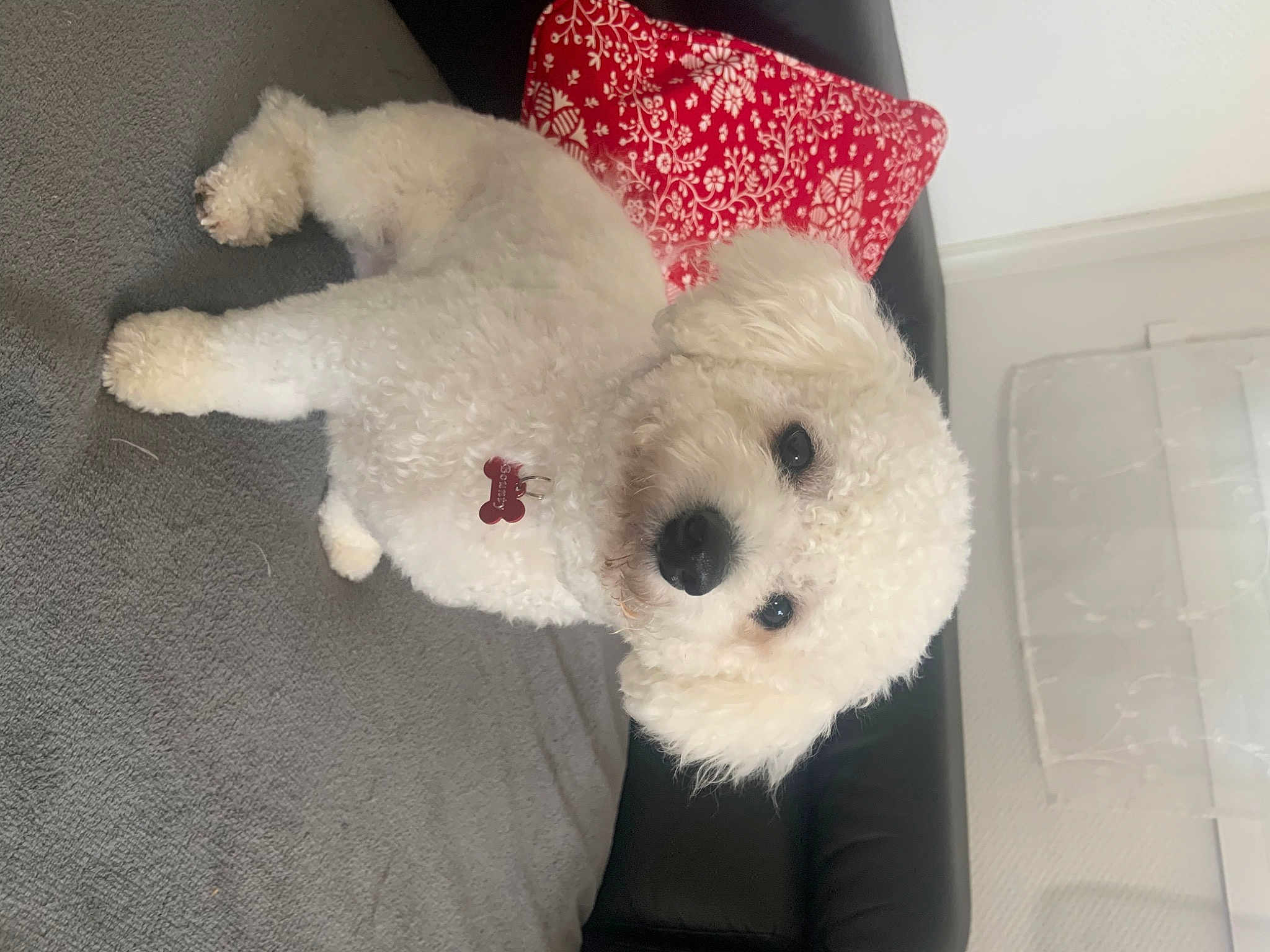 Bounty participe au concours pour gagner de l'argent avec cette photo : baby_toys, canidae, carmine, carnivore, comfort, companion_dog, craft, creative_arts, dog_breed, fur, non_sporting_group, pattern, pillow, plush, room, stuffed_toy, teddy_bear, toy, wool