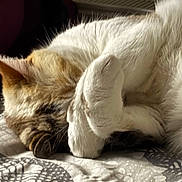 Noix De Coco participe au concours pour gagner de l'argent avec cette photo : cat, sleeping, paw, fur, blanket, bed, resting, cozy, indoor, animal, pet, cute, whiskers, relaxed, feline, closeup, soft, pattern, comfort, nap