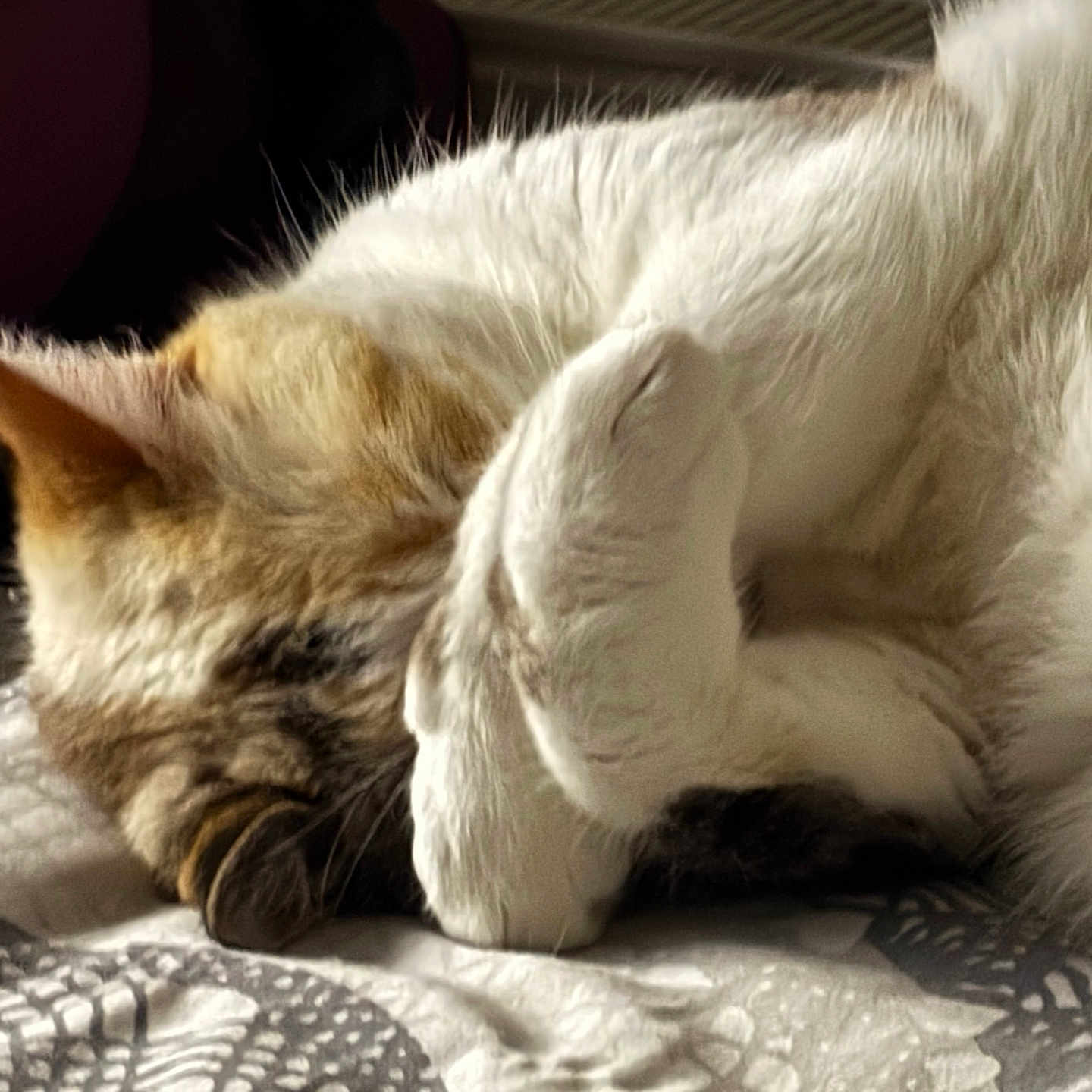 Noix De Coco participe au concours pour gagner de l'argent avec cette photo : animal, bed, blanket, cat, closeup, comfort, cozy, cute, feline, fur, indoor, nap, pattern, paw, pet, relaxed, resting, sleeping, soft, whiskers