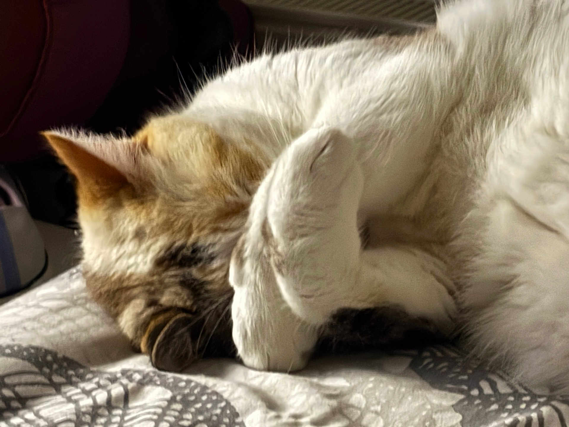 Noix De Coco participe au concours pour gagner de l'argent avec cette photo : cat, sleeping, paw, fur, blanket, bed, resting, cozy, indoor, animal, pet, cute, whiskers, relaxed, feline, closeup, soft, pattern, comfort, nap