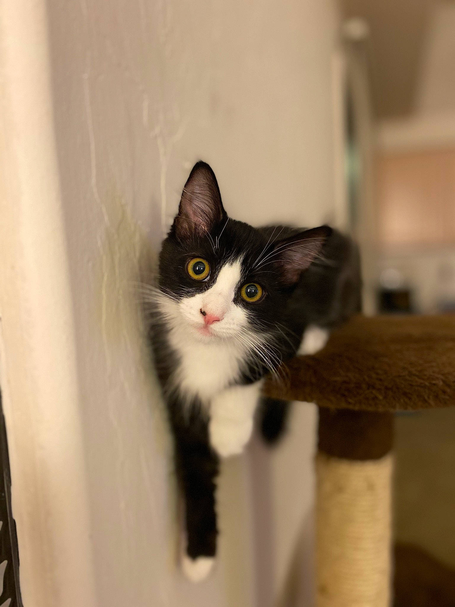 Jax joined the competition — help win amazing prizes! black_and_white, black_cat, carnivore, cat, domestic_short_haired_cat, european_shorthair, eye, felidae, fur, kitten, mammal, norwegian_forest_cat, polydactyl_cat, small_to_medium_sized_cats, whiskers