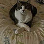 animal, bed, bedding, blanket, cat, cozy, crossed_paws, curious, cute, domestic_cat, feline, floral_pattern, indoor, looking_at_camera, pet, resting, soft_light, striped, tabby, white_paws