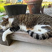 Volkswagen joined the competition — help win amazing prizes! bench, cat, daylight, feline, fur, garden, gravel, nature, outdoor, pet, plant_pot, quiet, relaxed, resting, side_view, tabby_cat, tail, whiskers, white_paws, wooden_bench