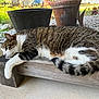 bench, cat, daylight, feline, fur, garden, gravel, nature, outdoor, pet, plant_pot, quiet, relaxed, resting, side_view, tabby_cat, tail, whiskers, white_paws, wooden_bench