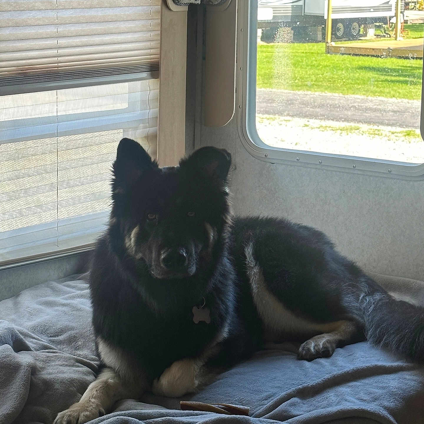 Draco joined the competition — help win amazing prizes! animal, architecture, bed, bedroom, blanket, building, canine, cushion, dog, furniture, homedecor, indoors, machine, outdoors, pet, puppy, room, shelter, wheel, window