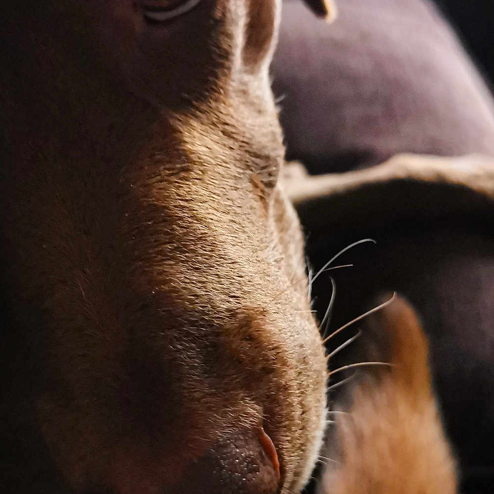 Chelsea joined the competition — help win amazing prizes! animal, bulldog, canine, couch, dog, face, furniture, head, hound, labradorretriever, person, pet, photography, pitbull, pointer, portrait, puppy, sleeping, snout, whitedog