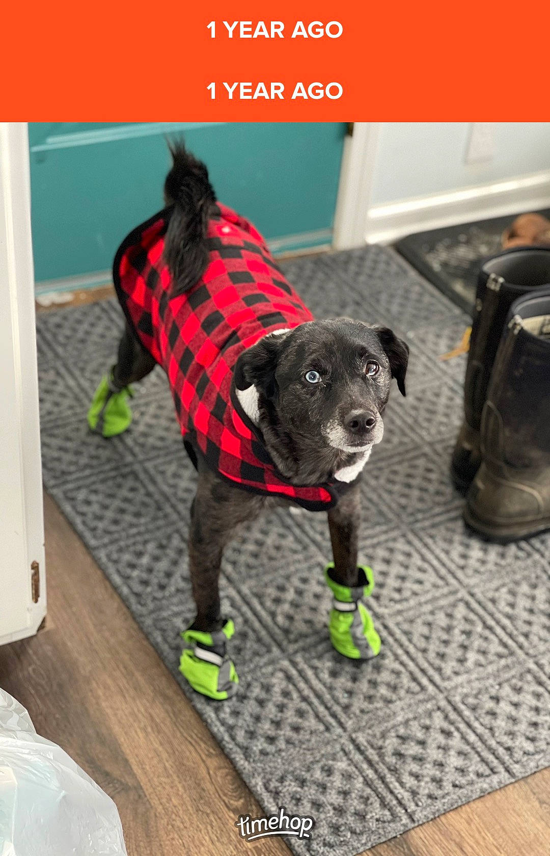 Hiccup is registered to the contest to win money with this photo: bag, canidae, carnivore, collar, companion_dog, dog, dog_breed, dog_clothes, dog_supply, fashion_accessory, fur, leash, pattern, personal_protective_equipment, sleeve, snout, sportswear, tail, toy_dog, working_animal