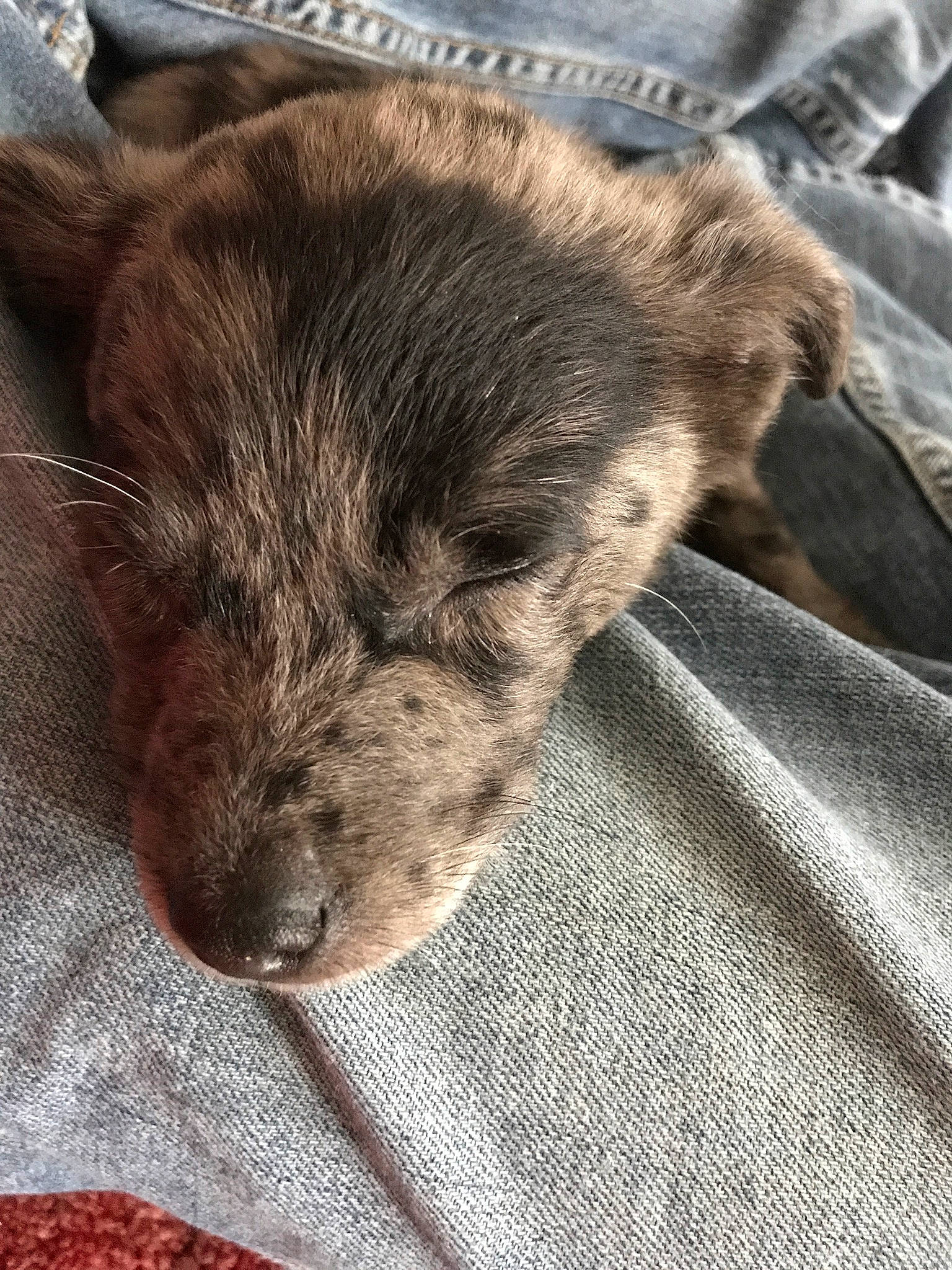 Hiccup joined the competition — help win amazing prizes! canidae, carnivore, claw, comfort, companion_dog, dog, dog_breed, domestic_short_haired_cat, fawn, felidae, fur, grey, nap, paw, small_to_medium_sized_cats, snout, sporting_group, tail, terrestrial_animal, whiskers