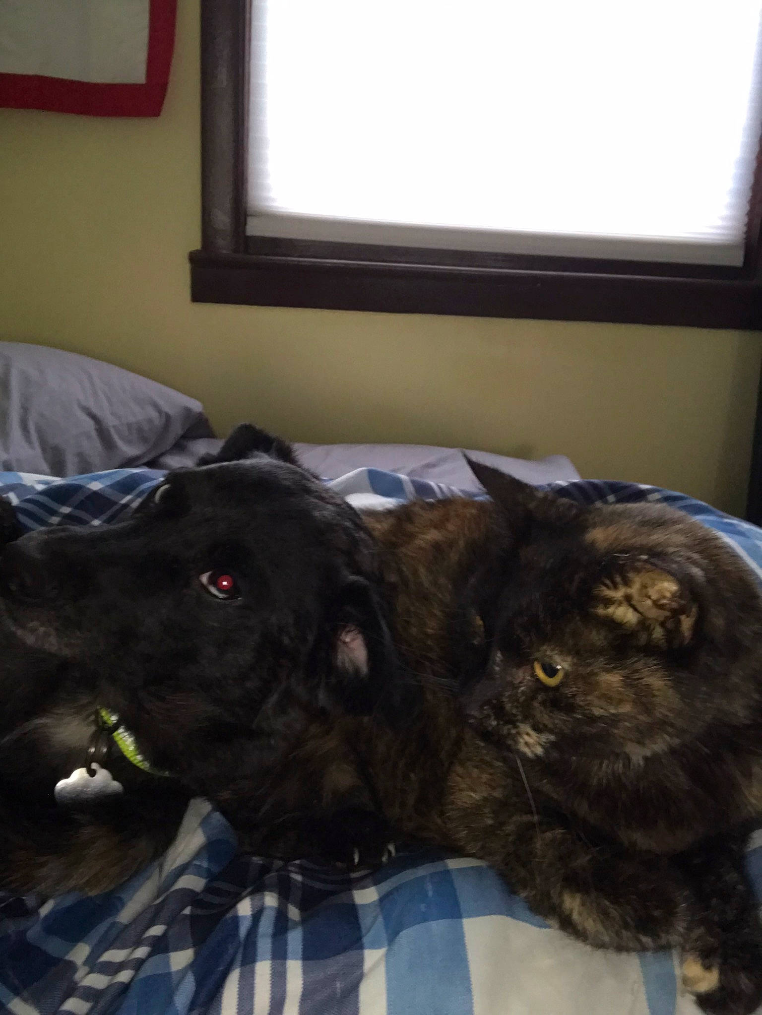 Hiccup joined the competition — help win amazing prizes! bed, black_cat, canidae, carnivore, cat, comfort, companion_dog, couch, dog_breed, fawn, felidae, grey, house, small_to_medium_sized_cats, snout, sporting_group, whiskers, window, wood, working_animal