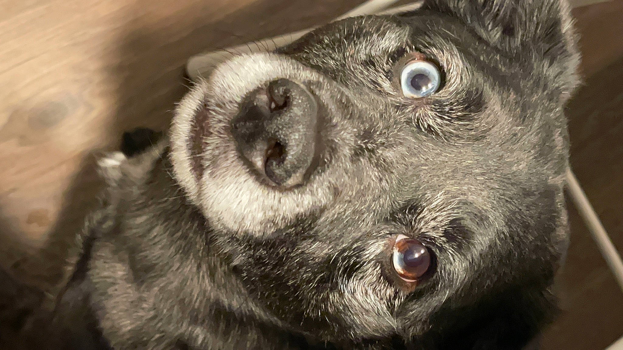 Hiccup is registered to the contest to win money with this photo: canidae, carnivore, claw, close_up, companion_dog, dog, dog_breed, fur, paw, snout, sporting_group, terrestrial_animal, whiskers, wildlife, working_animal