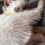 Tinou a rejoint le concours — aidez-le/la à gagner de superbes lots ! kitten, cat, siamese, blue_eyes, tail, fur, close_up, pet, animal, cozy, indoor, couch, resting, curled_up, whiskers, ears, cute, feline, soft, playful