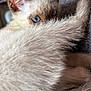 kitten, cat, siamese, blue_eyes, tail, fur, close_up, pet, animal, cozy, indoor, couch, resting, curled_up, whiskers, ears, cute, feline, soft, playful