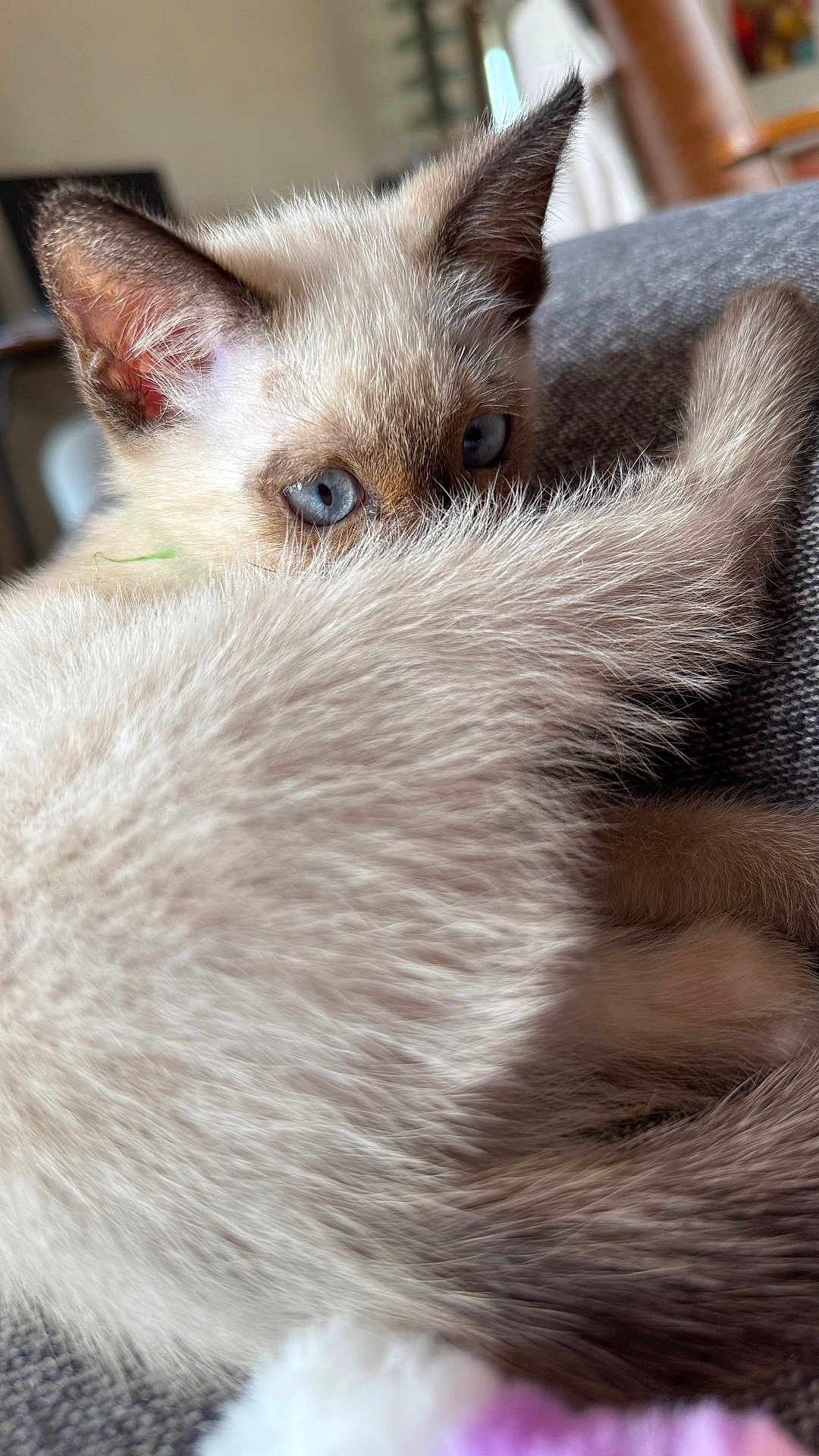 Tinou a rejoint le concours — aidez-le/la à gagner de superbes lots ! kitten, cat, siamese, blue_eyes, tail, fur, close_up, pet, animal, cozy, indoor, couch, resting, curled_up, whiskers, ears, cute, feline, soft, playful