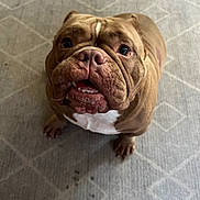 Izabella is registered to the contest to win money with this photo: dog, bulldog, brown, white_patch, pet, indoor, carpet, close_up, curious, looking_up, animal, mammal, companion, cute, sitting, face, fur, snout, paw, expression