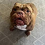 dog, bulldog, brown, white_patch, pet, indoor, carpet, close_up, curious, looking_up, animal, mammal, companion, cute, sitting, face, fur, snout, paw, expression