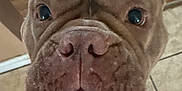Izabella joined the competition — help win amazing prizes! dog, close_up, wrinkled_skin, underbite, curious_eyes, brown_fur, pet, canine, indoor, floor_tiles, wood_floor, animal, muzzle, nose, face, looking_up, companion, cute, domestic_animal, portrait